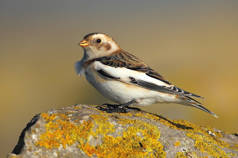 Snow Bunting