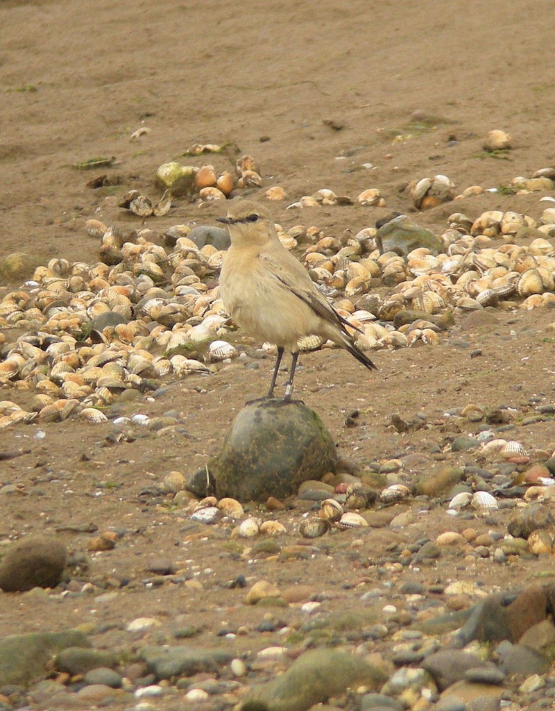 Isabelline Wheatear