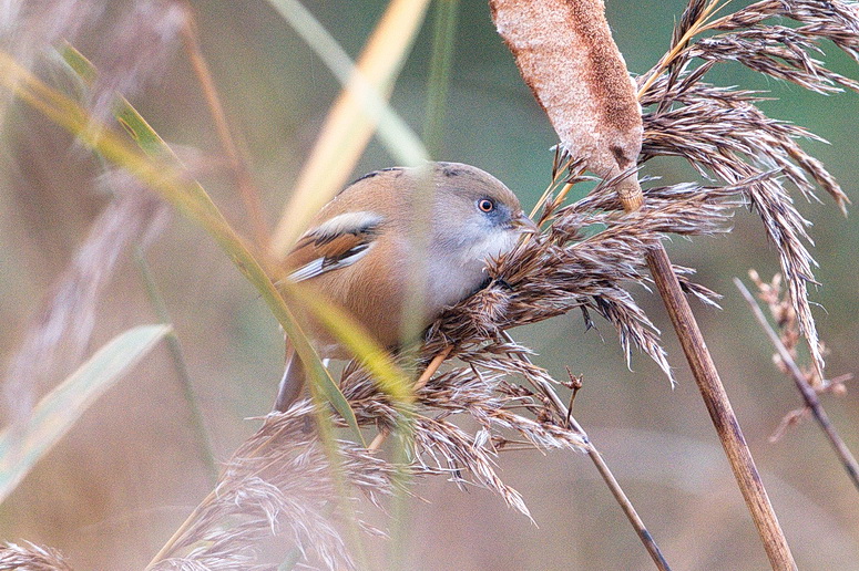 Bearded Tit