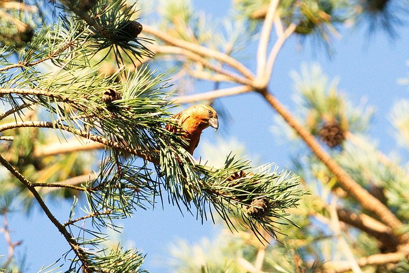 Common Crossbill