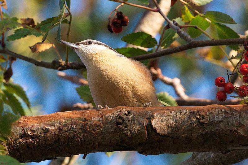 Nuthatch