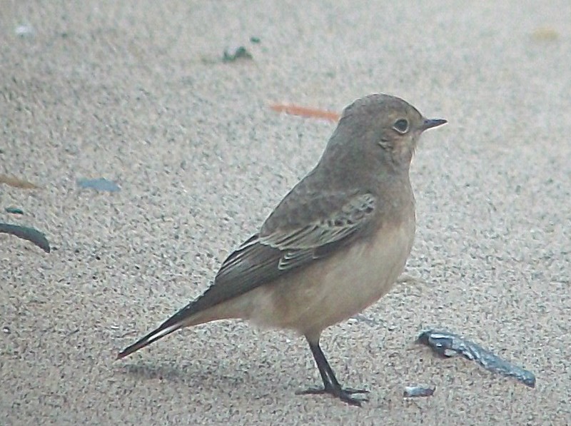 Pied Wheatear
