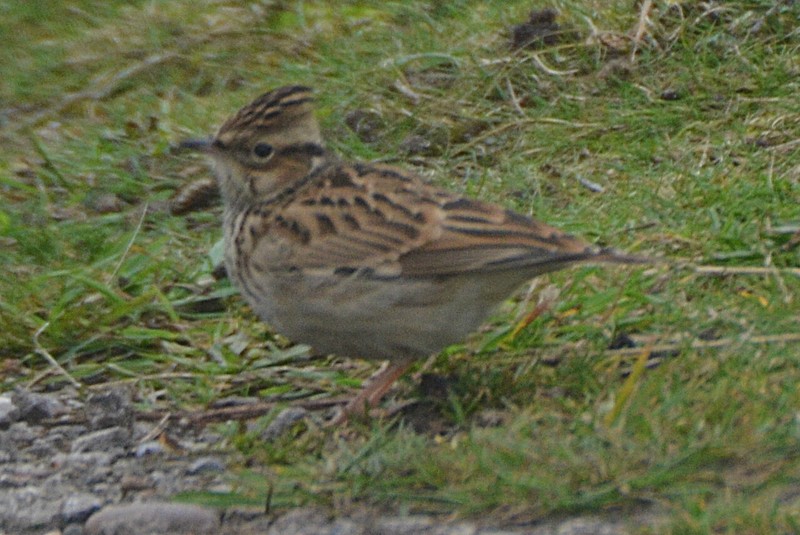 Woodlark