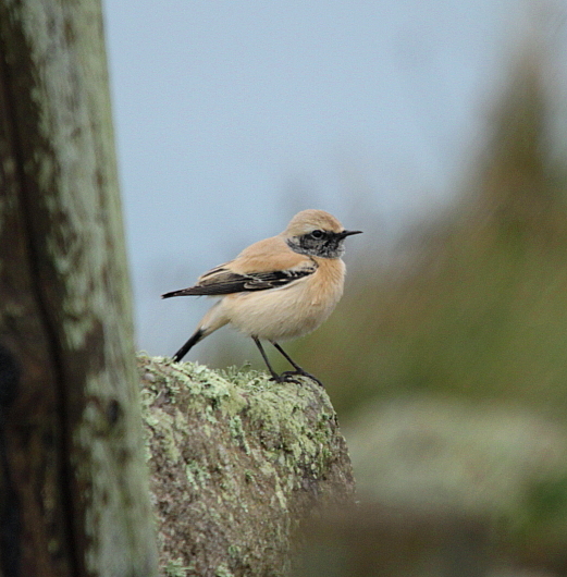 Desert Wheatear