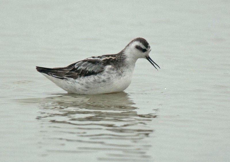 Red-necked Phalarope