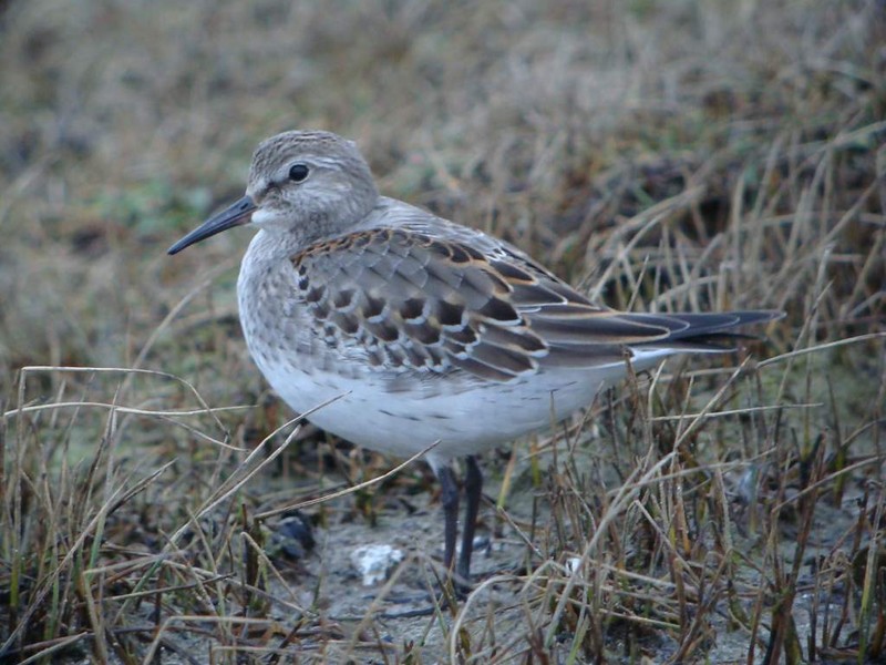 White-rumped Sandpiper