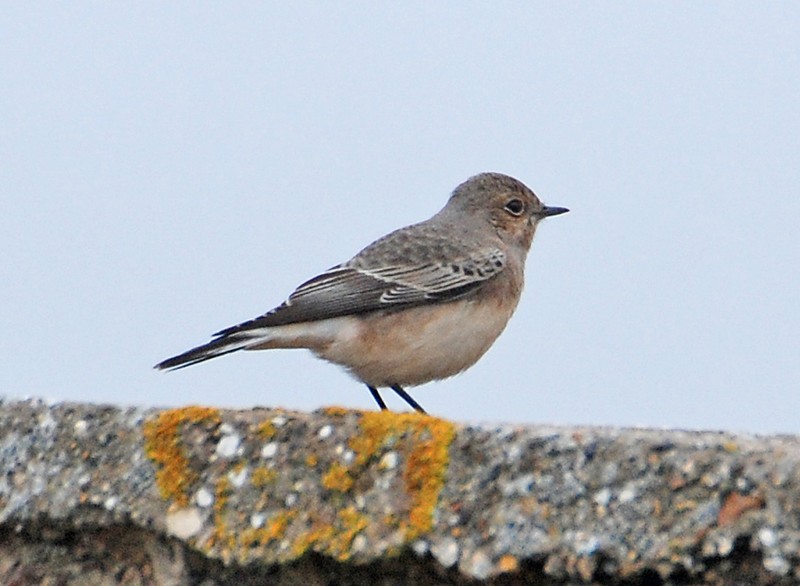 Pied Wheatear