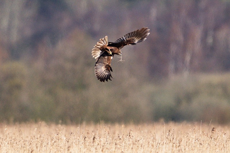 Marsh Harrier