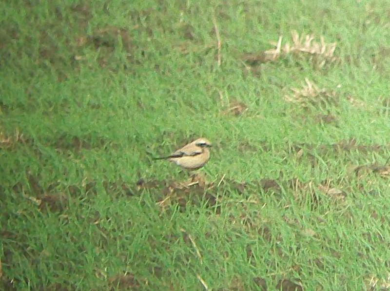 Desert Wheatear