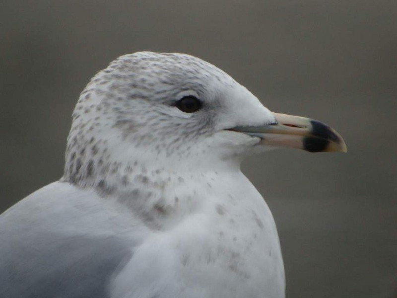 Ring-billed Gull