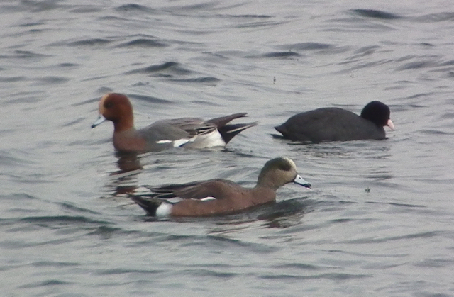 American Wigeon
