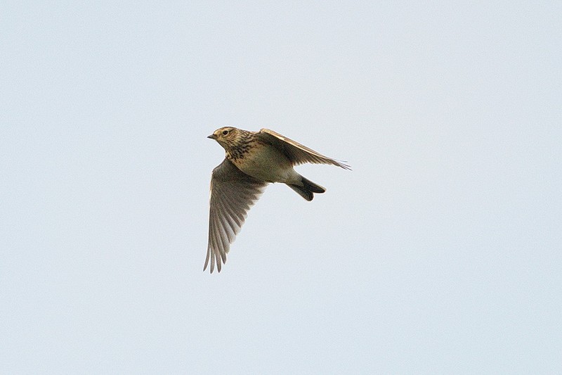 Skylark