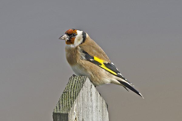 Goldfinch
