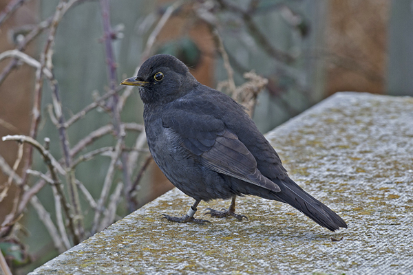 Blackbird