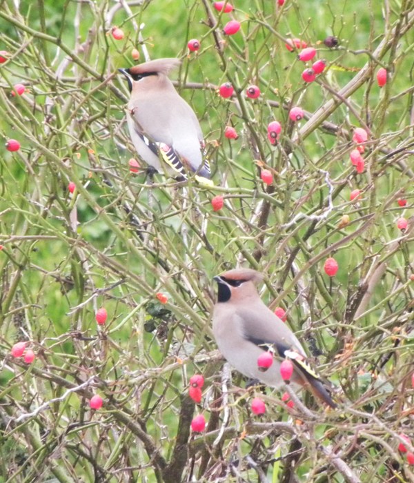 Waxwing