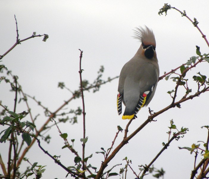 Waxwing