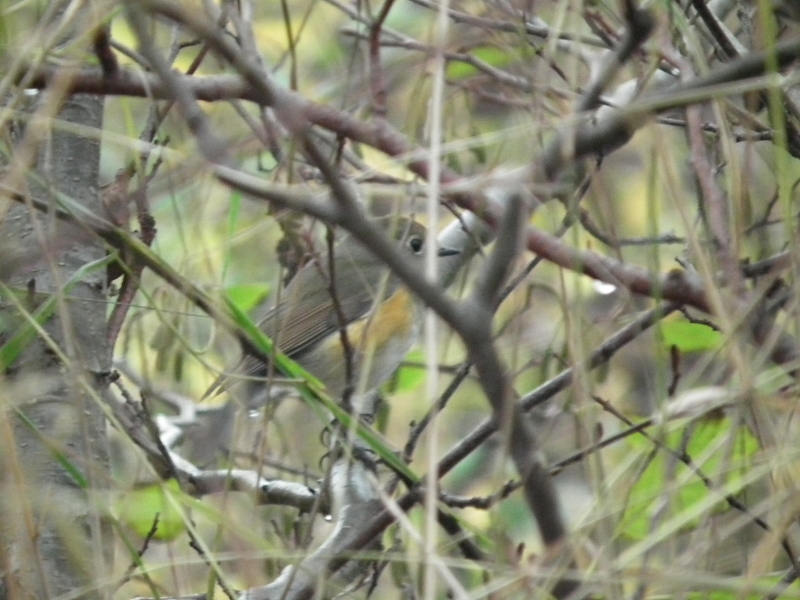 Red-flanked Bluetail