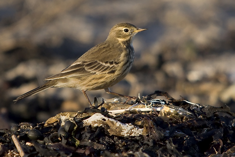 American Buff-bellied Pipit