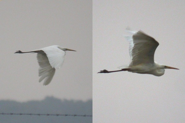 Great White Egret
