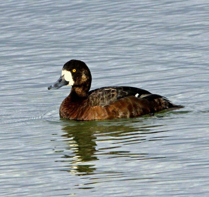 Scaup