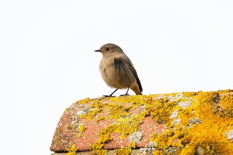 Black Redstart