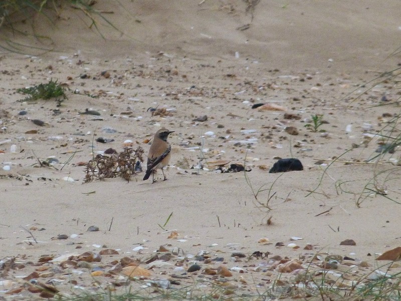 Desert Wheatear