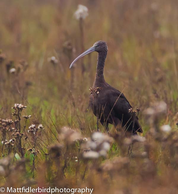 Glossy Ibis