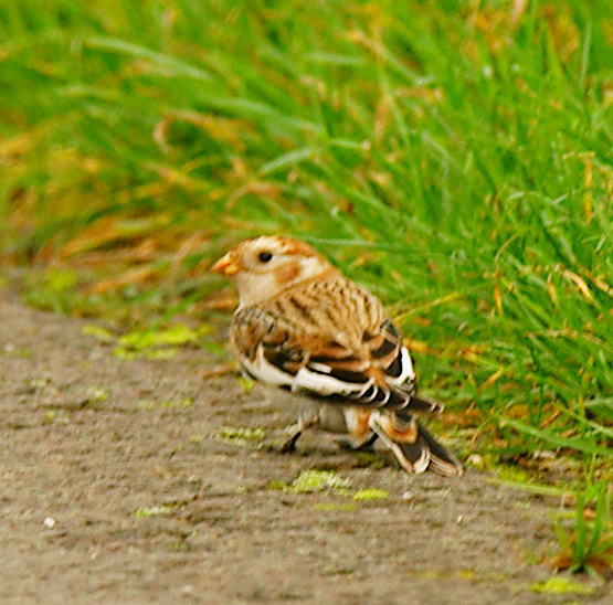 Snow Bunting