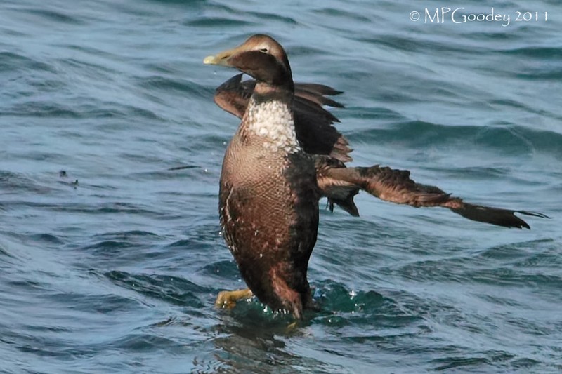 Eider