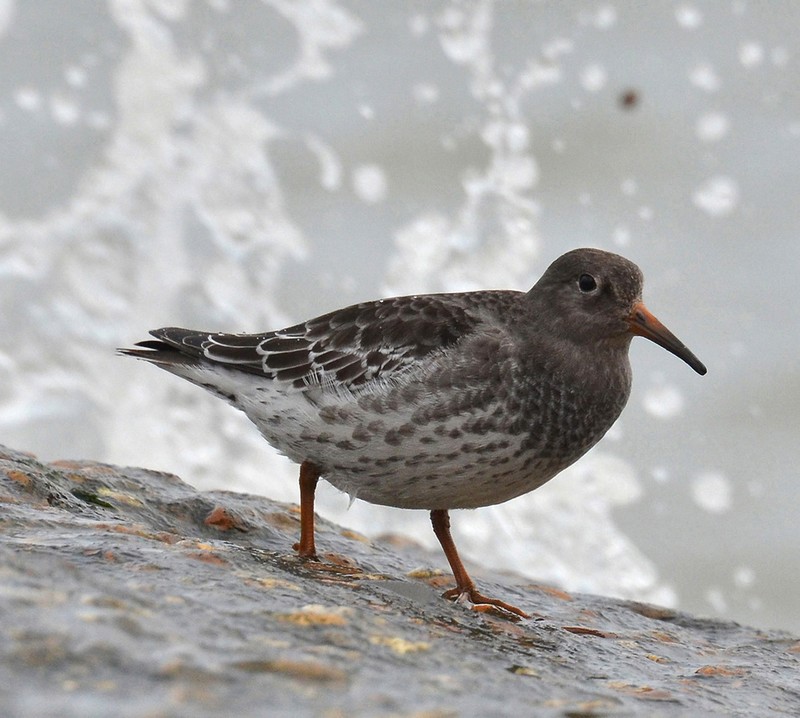 Purple Sandpiper