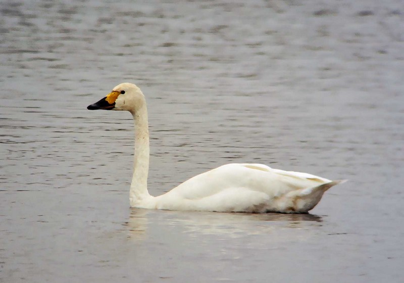 Bewick's Swan