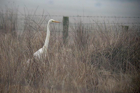 Great White Egret