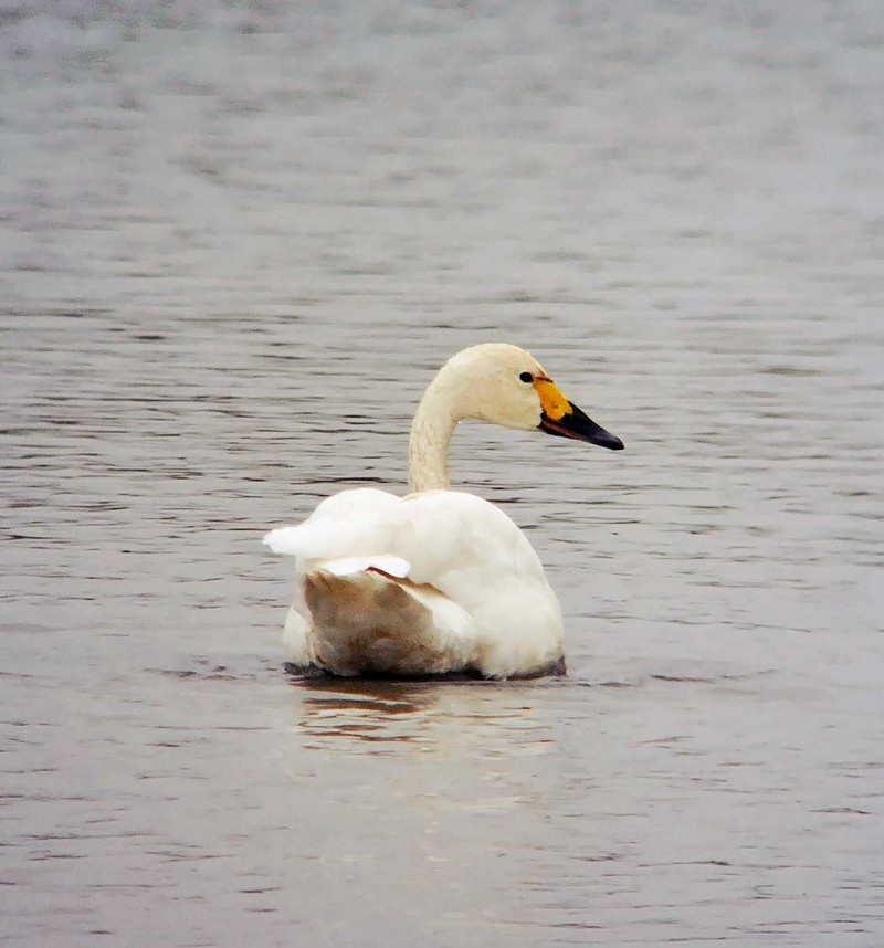 Bewick's Swan