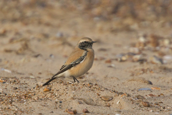 Desert Wheatear