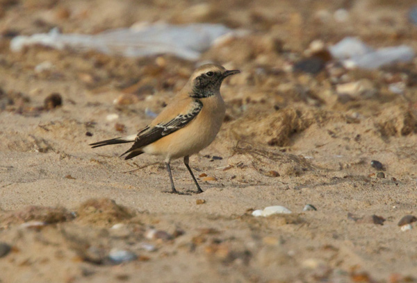 Desert Wheatear