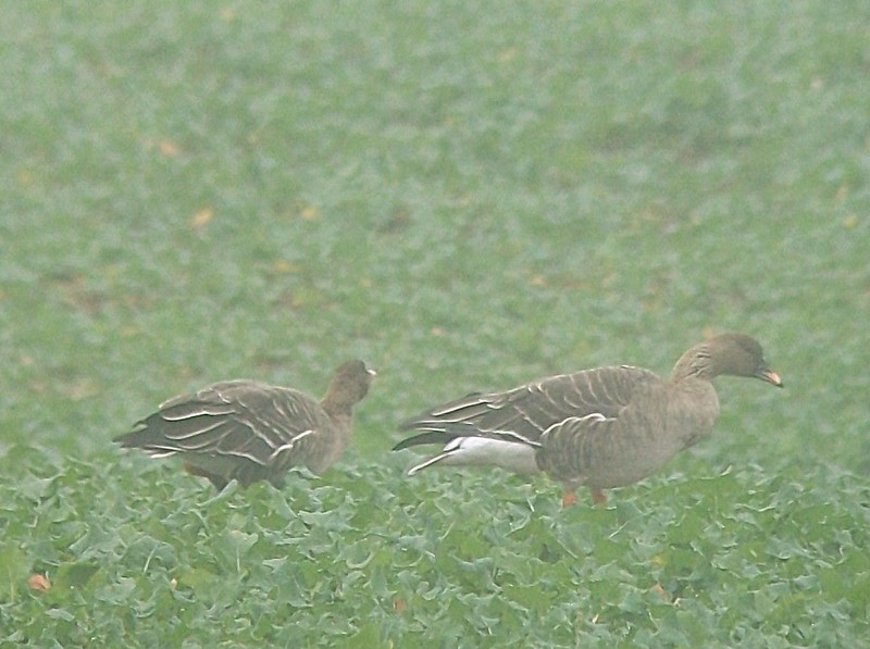 Bean Goose