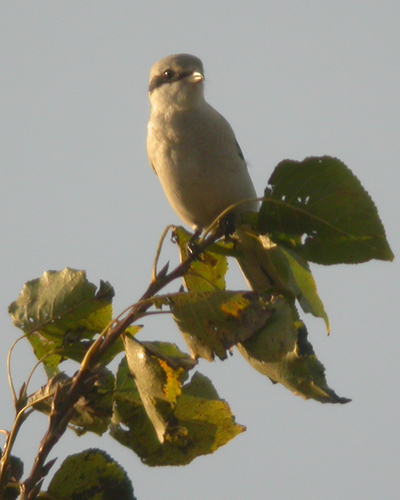 Great Grey Shrike