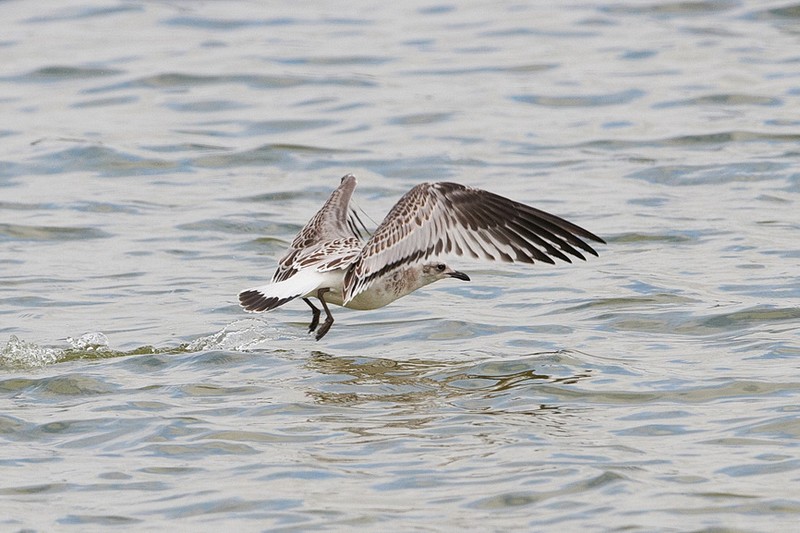 Mediterranean Gull