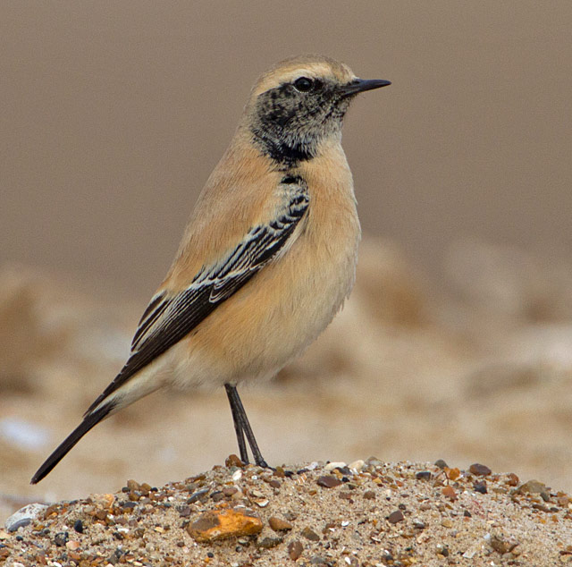Desert Wheatear
