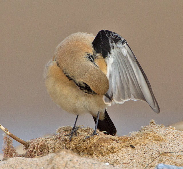 Desert Wheatear