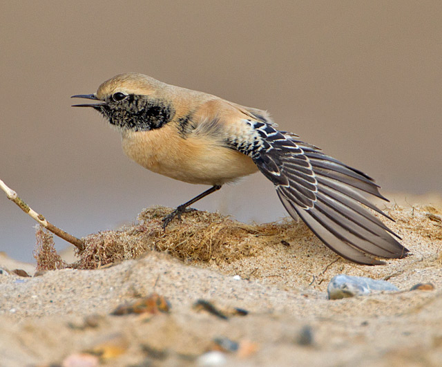 Desert Wheatear