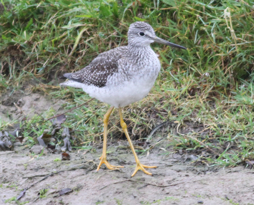 Greater Yellowlegs