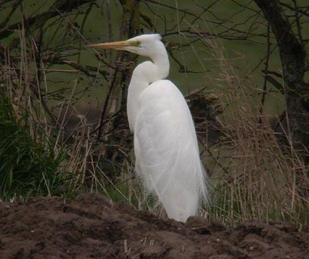 Great White Egret