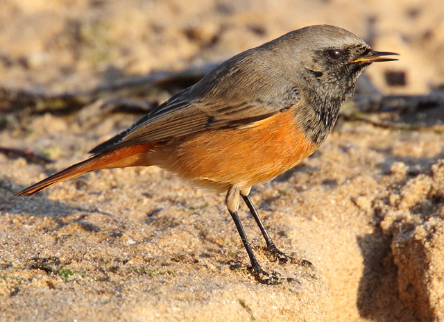 Eastern Black Redstart