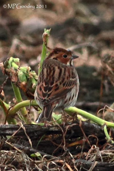 Little Bunting