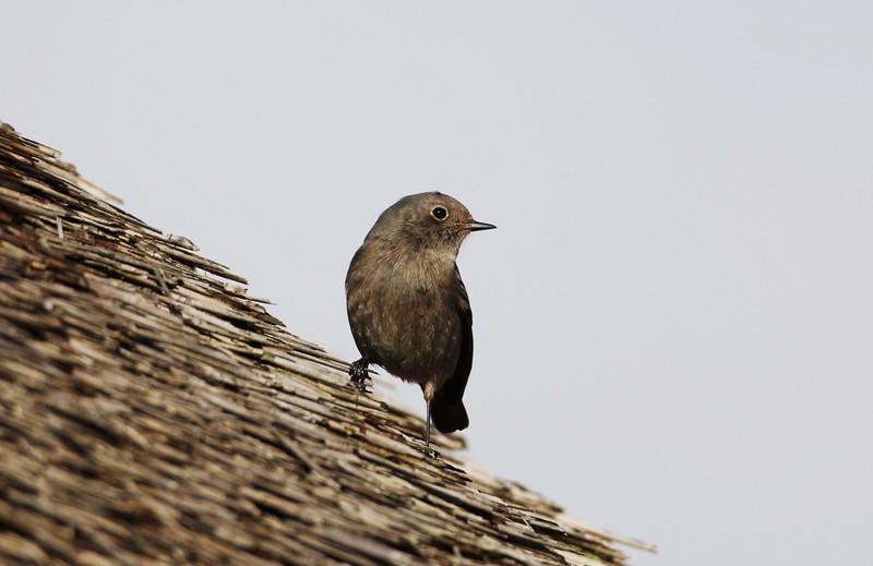 Black Redstart