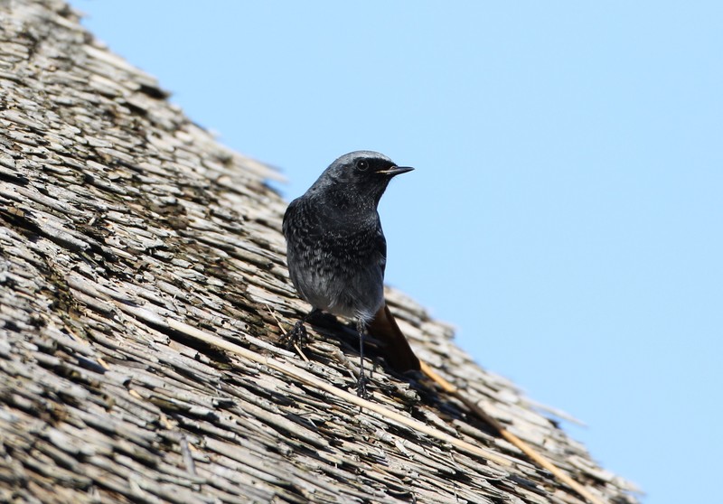 Black Redstart