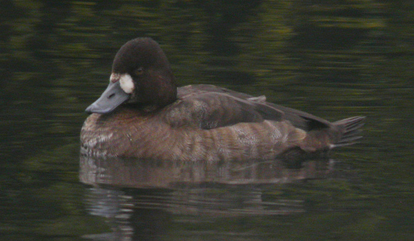 Lesser Scaup