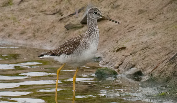 Greater Yellowlegs