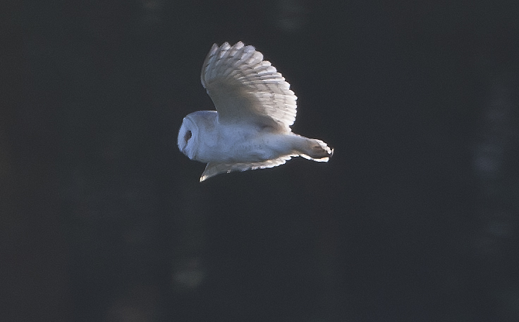Barn Owl